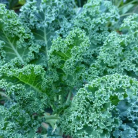 Hạt giống cải Kale